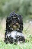 TERRIER DU TIBET 307